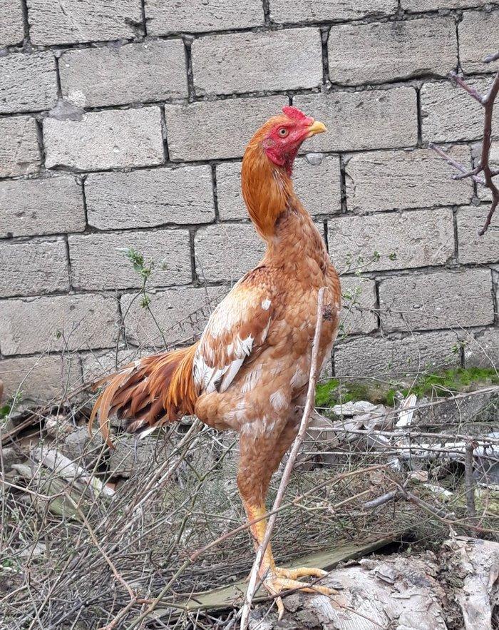 7 ayi teze tamam oldu 8 e kecdi heyvan baresinde nese yazmaga ehtiyac