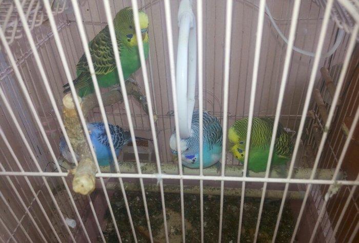 4 eded papuqay..2 fere,2 xoruz.2 si o biri cutun balalaridi.