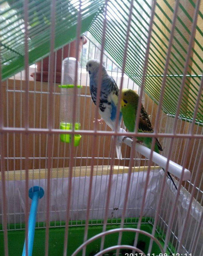 altinda dord yumurtasi var. qefesle satilir evde saxlanan quwlardi. ir