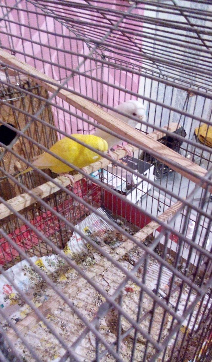 ikiside erkeydi . gorunduyu kimi biri tam sari biride tam agdi hec bir