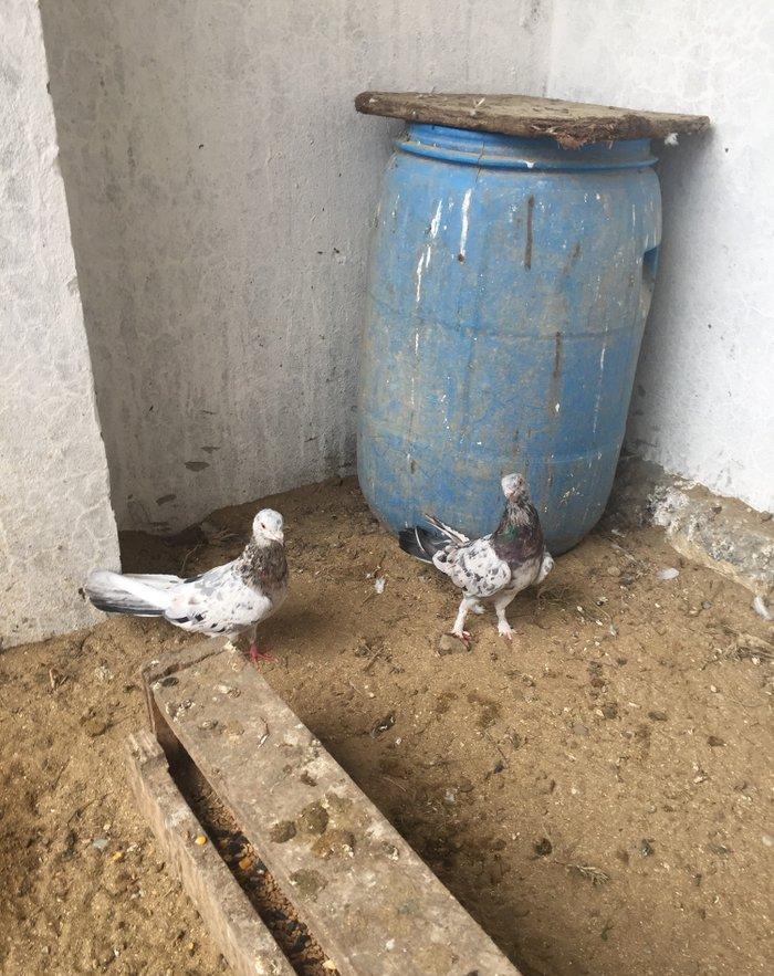 Ebreşler erkek maya xaiş olunur ciddi alıcılar narahat etsin boş bekar