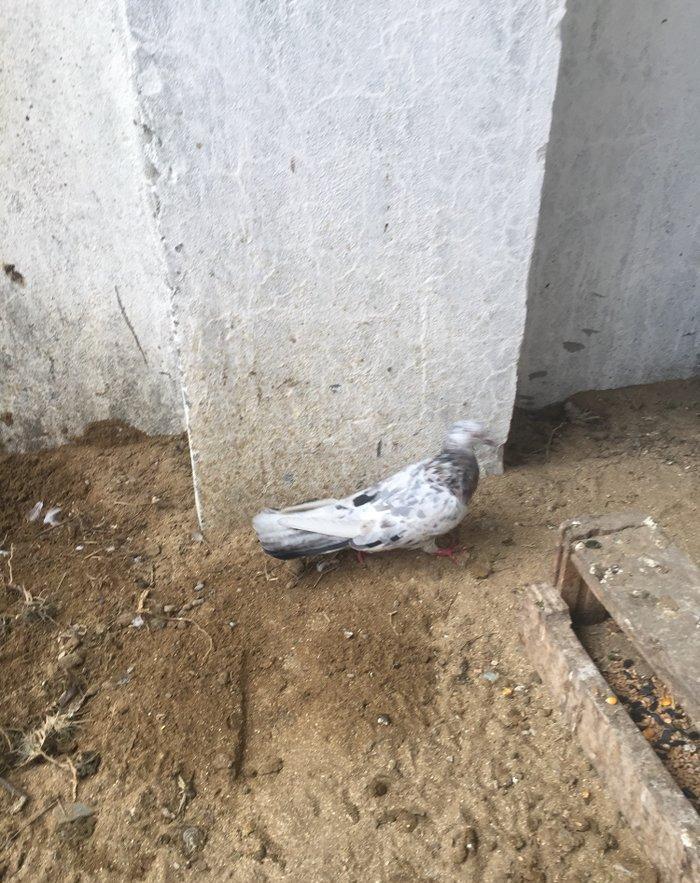 Ebreşler erkek maya xaiş olunur ciddi alıcılar narahat etsin boş bekar