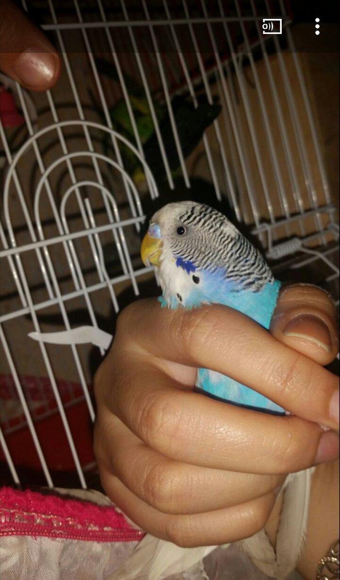 Tecili cox gozel renglere malik qizqin cutluk satilir yuva qururlar sa