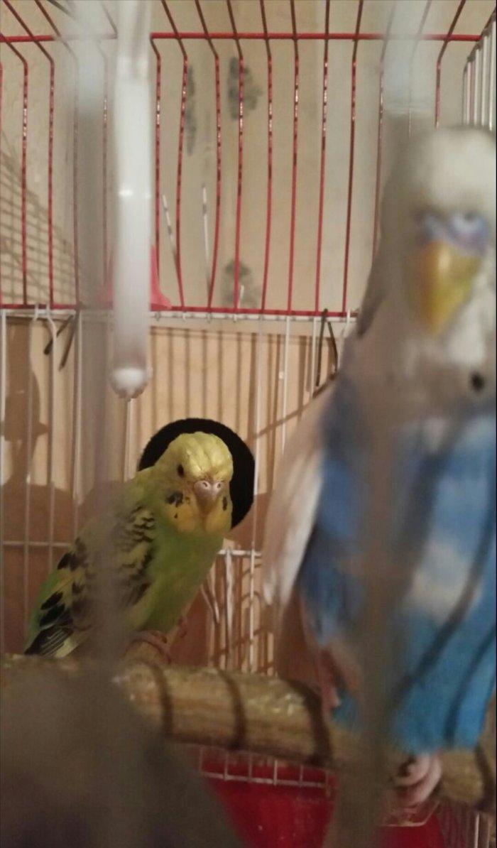 Tecili cox gozel renglere malik qizqin cutluk satilir yuva qururlar sa