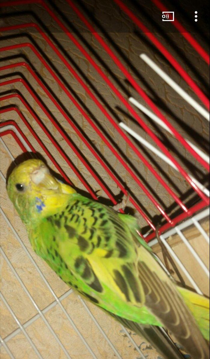 Tecilir cox gozel renglere malik hazir cut yuva hazirlayan cutluk sati