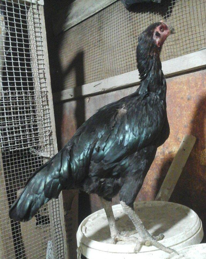 Heyratı toyugu temiz ingilis sortu yumurtlayir doyusgendir tam saglamd