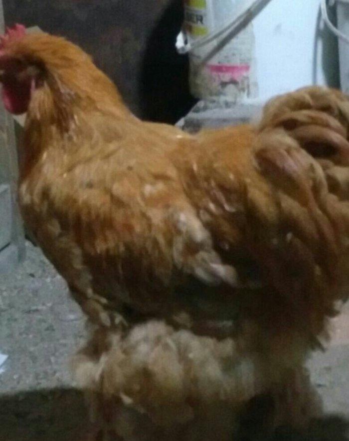 Koken dev xoruz 1 illikdir tam saglamdir alan olsa endirim olacaq.