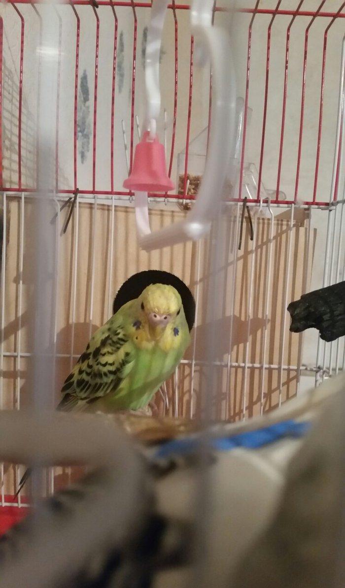 Tecili cox gozel renglere malik cut satilir yuva hazirlayirlar cavan q