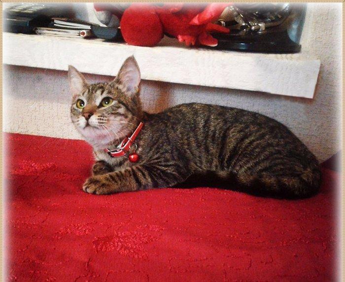 Домашняя здоровая девочка (3 мес. ) бесплатно. Пишите на whatsapp и ск