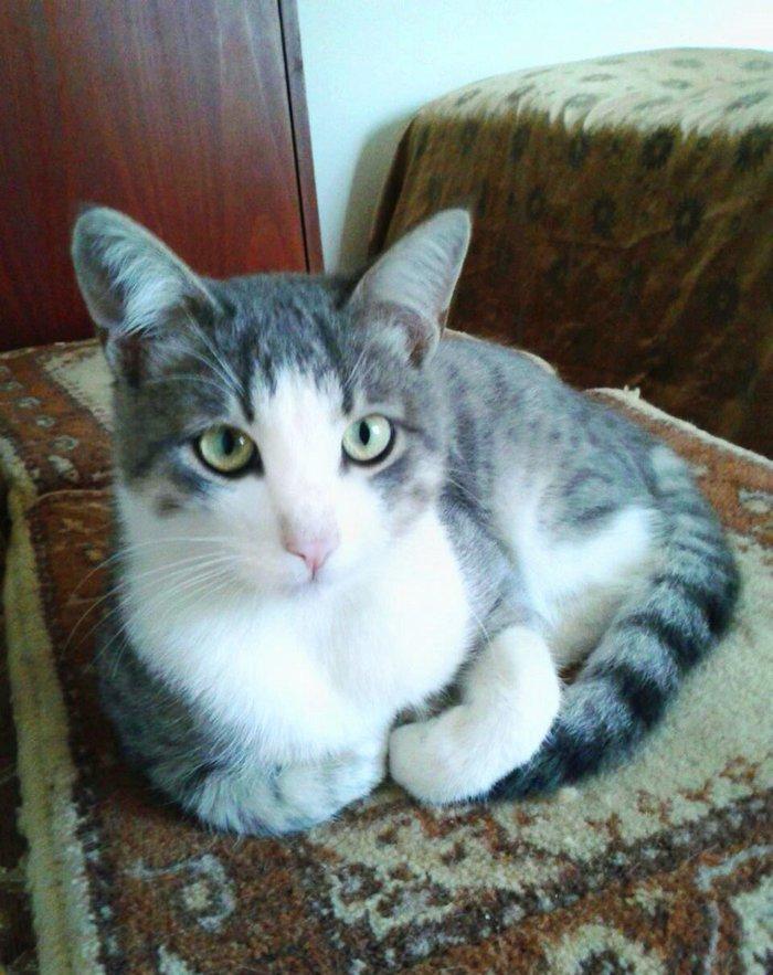 Домашн здоровый мальчик (4 мес) в надежные руки. Бесплатно. Обработан