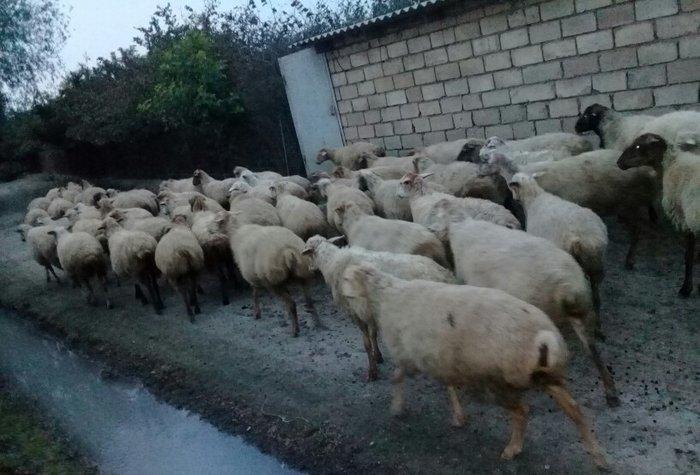 75 baw qoyun satiram, 22i balalidir. Ve qalan heyvan hamsi bogazdir. V