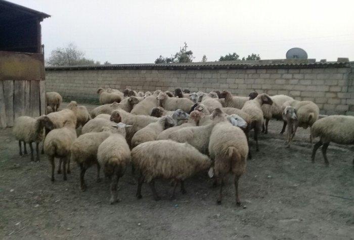 75 baw qoyun satiram, 22i balalidir. Ve qalan heyvan hamsi bogazdir. V