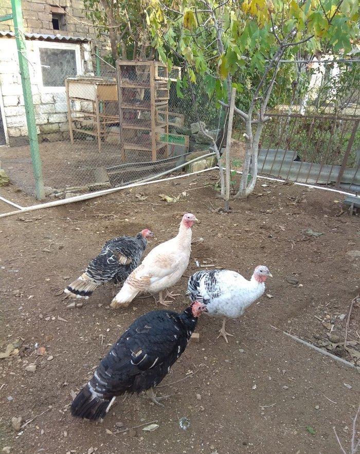 hinduşka 4-dene dişilər ,bir il altı aylıq. birəzdən yumurtalaycaq.  b