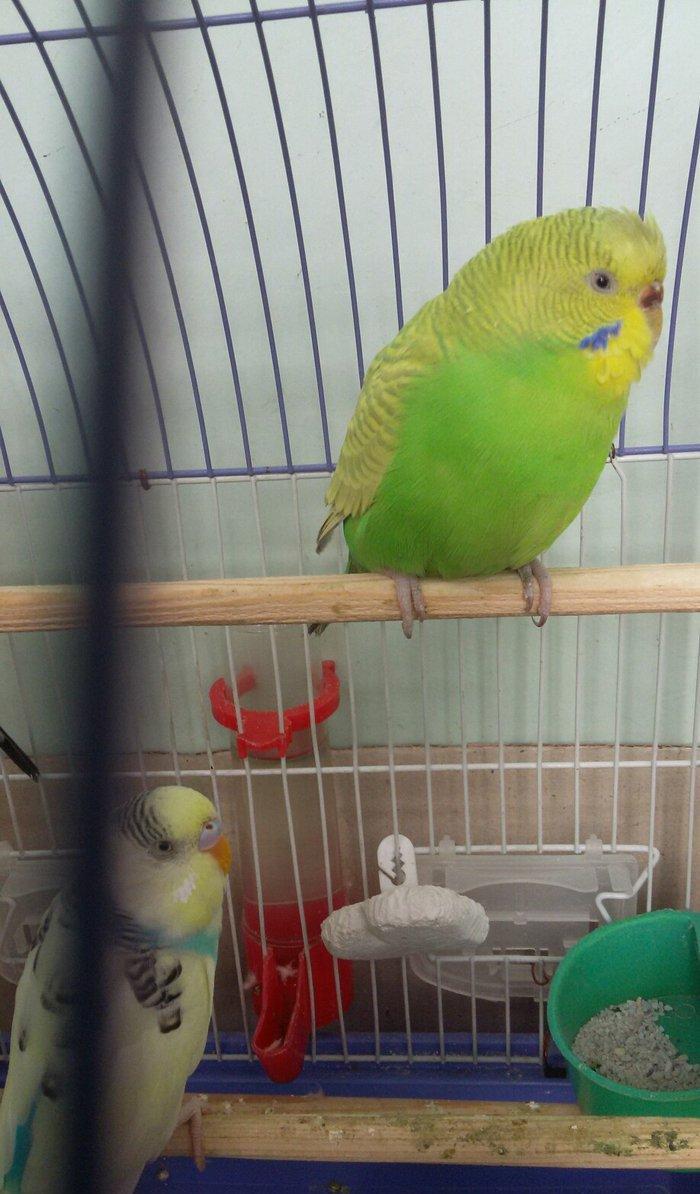 Papuqay satilir. Cox gozel rengi var. Disidir qizgin qusdur. Cute vura