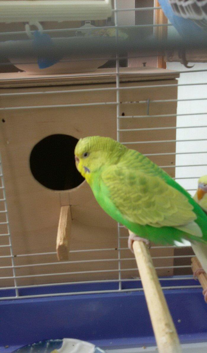 Papuqay satilir. Cox gozel rengi var. Disidir qizgin qusdur. Cute vura