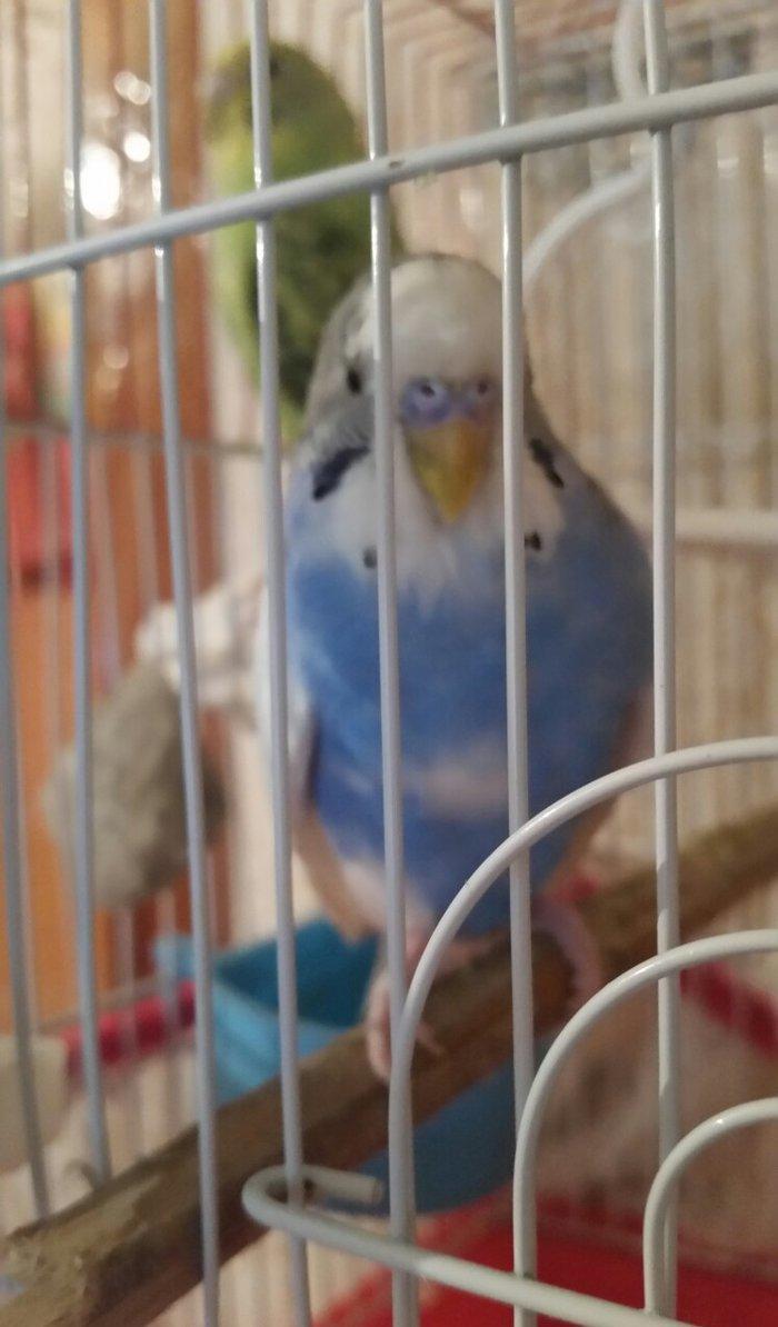 Tecili cox gozel renglere malik cavan cutluk satilir evde beslenilib e