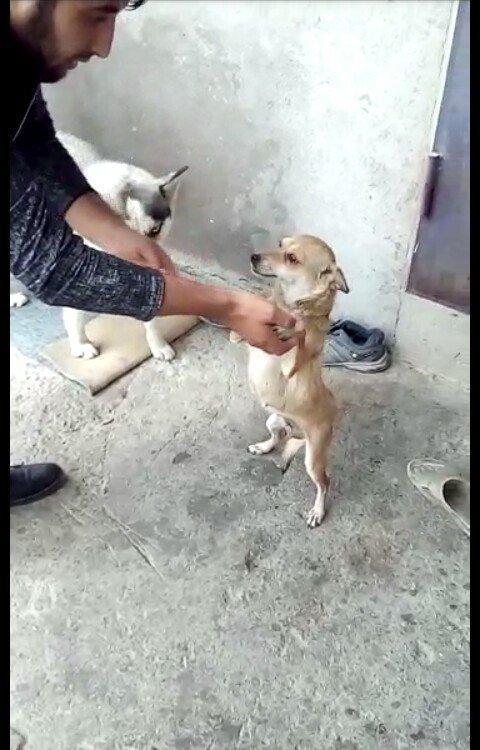 disi 1 yas 7 ayliqdi 2 defe bala verib . 50 azn qiymet sondu