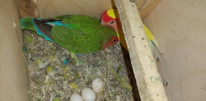 nerazlucnik hazir cut bala alinib  sadece cox ses kuy etdiyine gore sa