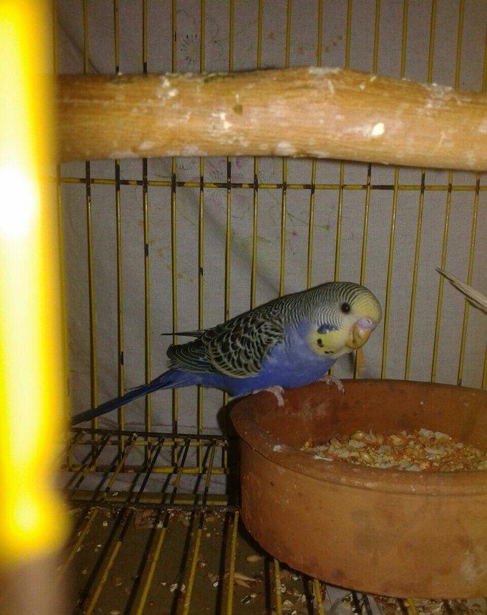 2 aylig cex balalar satilir.biri 30 azn.ana temiz cexdi atasinda donme