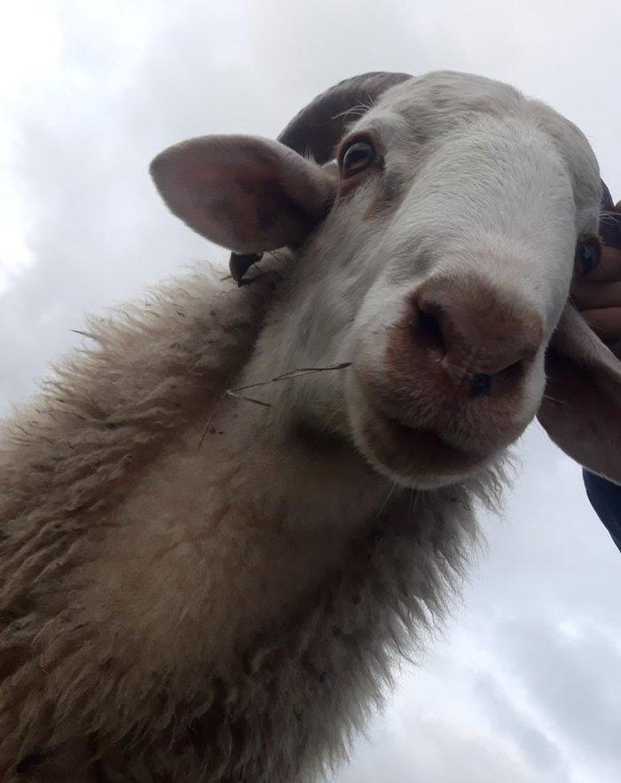 Toy, niwan ucun 10 ayliq ag rengde qoc satiram.. gozlerinin, agzinin