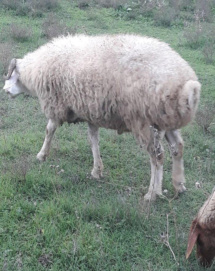 Toy, niwan ucun 10 ayliq ag rengde qoc satiram.. gozlerinin, agzinin