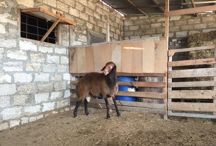 Iki ilini vurmush qoc. Her cur etekli qoyunu surur. Temiz qala