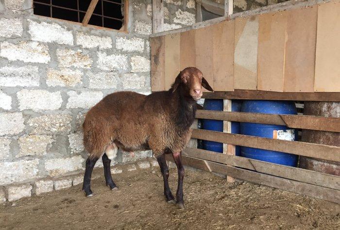 Iki ilini vurmush qoc. Her cur etekli qoyunu surur. Temiz qala