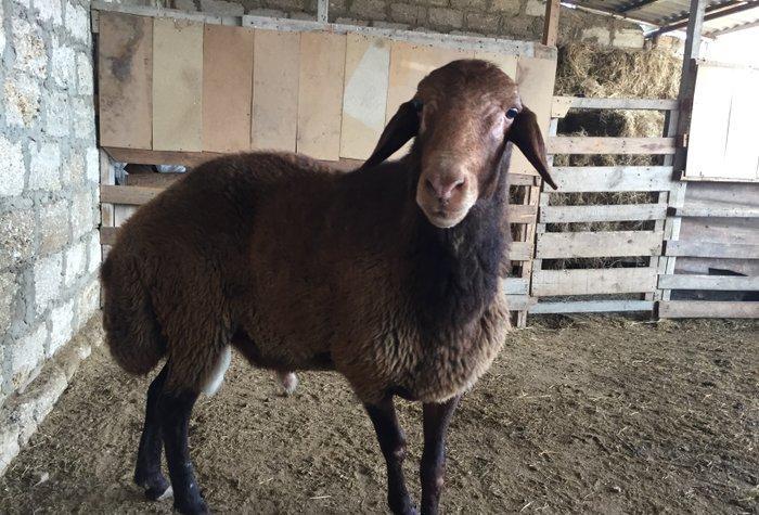 Iki ilini vurmush qoc. Her cur etekli qoyunu surur. Temiz qala