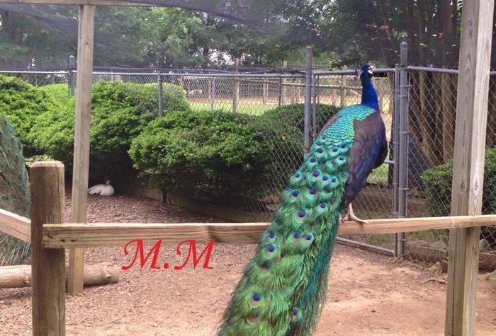 5 illik qara qanad erkey tovuz quşu..Gördüyünüz kimin cox saqlam esil