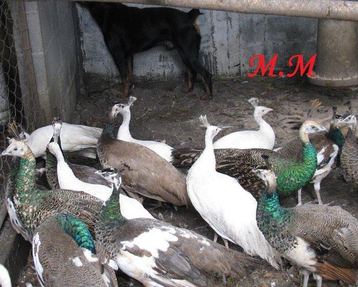 8 ayliq aq tovuz quşlarıdır.Gördüyünüz kimin cox saqlam esil tebiyet