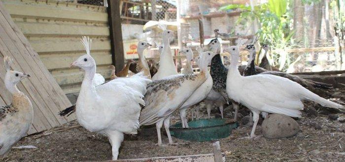 8 ayliq qara qanad tovuz quşlarıdır.Gördüyünüz kimin cox saqlam esil