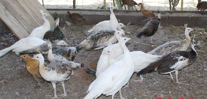 8 ayliq qara qanad tovuz quşlarıdır.Gördüyünüz kimin cox saqlam esil