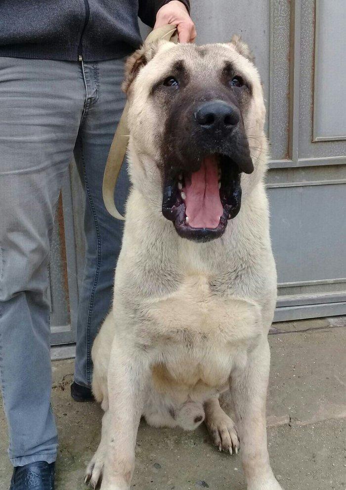 cins iter satlir hamsi satlir elave mellumat ucun şhatsapp ve ya tel 0