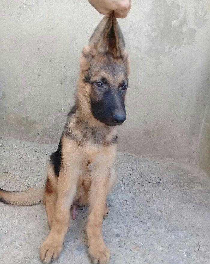 cins iter satlir hamsi satlir elave mellumat ucun şhatsapp ve ya tel 0