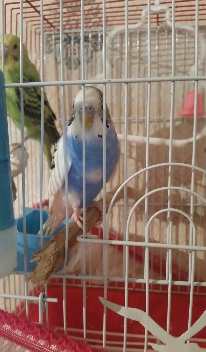 Tecili bu gozel renge malik cutluk satilir cavan cutluklerdi erkey yuv