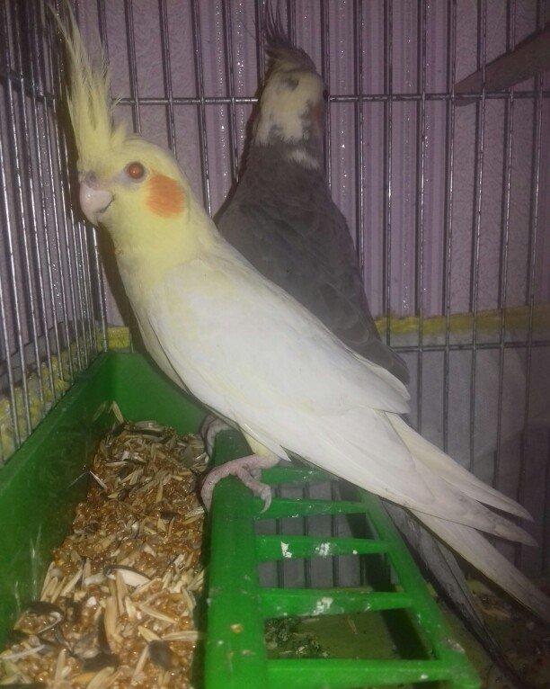 1 illik dişi korella 
cütde olmuyub aktiv ve saglam quşdu
elave meluma