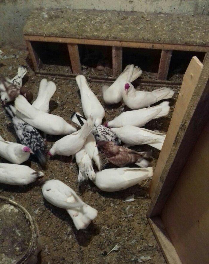 ag hundur enniquyruglar 16 17 18 tukler badam ciplag dolag bir cutde d