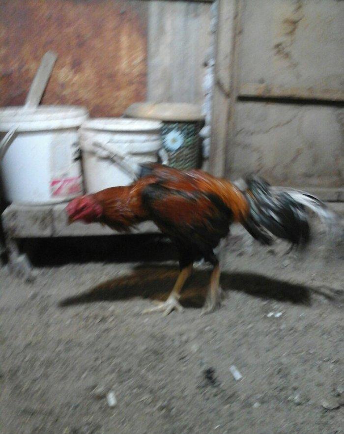 Heyratı xoruzu temiz ozbek sortu tam saglamdir.