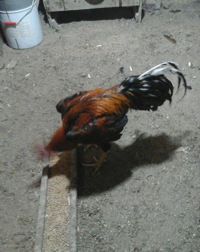 Heyratı xoruzu temiz ozbek sortu tam saglamdir.