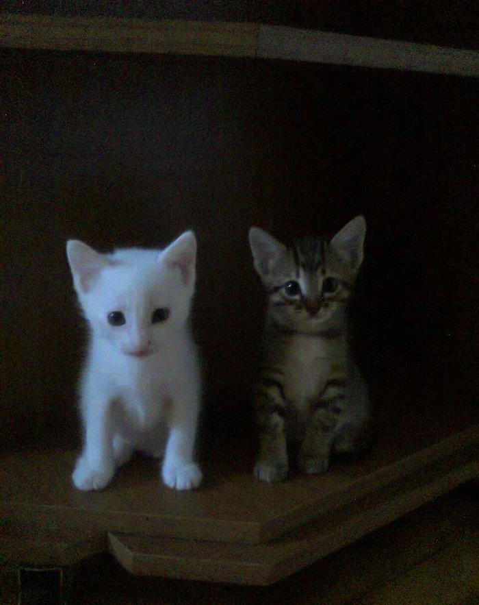 Продаются котята породы Ангора. Белые и тигровый, мальчик и