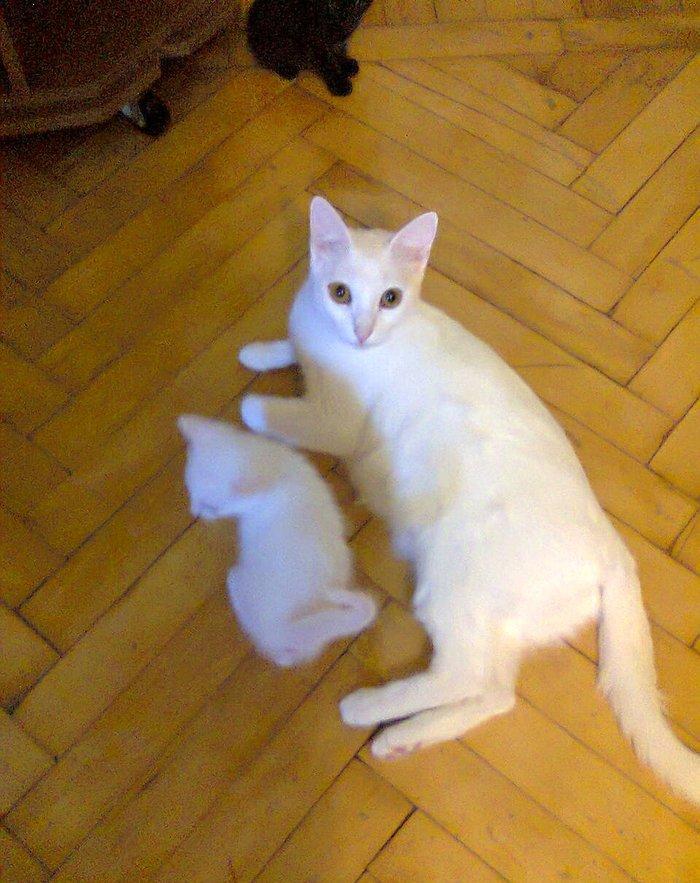 Продаются котята породы Ангора. Белые и тигровый, мальчик и