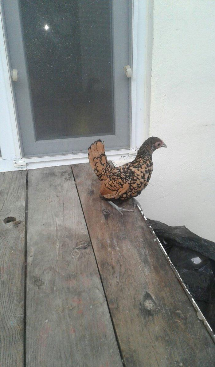 6 ayliq qizili sbrayt fere xoruza gelir biraya yumurtayacaq butun baks