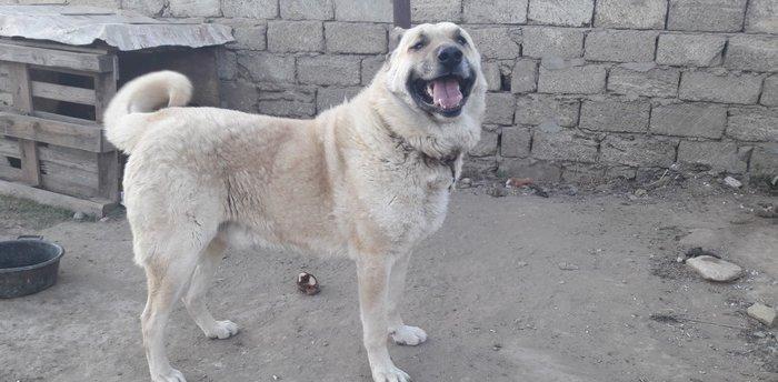 salam.ela meydan itidi adi basardi meydanlarda sozun demis itdi 5 yasi