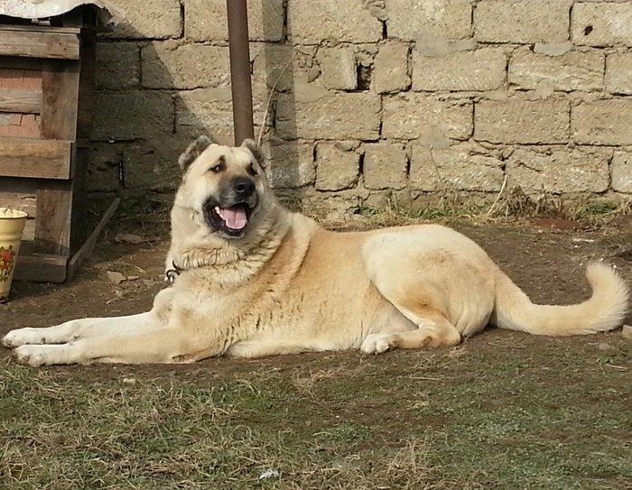 salam.ela meydan itidi adi basardi meydanlarda sozun demis itdi 5 yasi