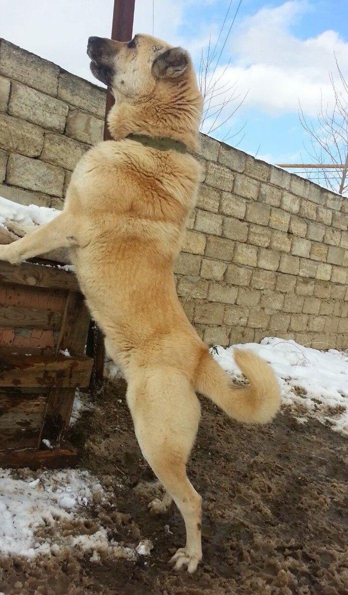 salam.ela meydan itidi adi basardi meydanlarda sozun demis itdi 5 yasi