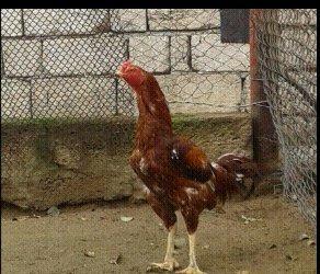 Heyrati xoruz. Doyuwken xoruzdu. Vehwidi.  Indoneziya sortudu.