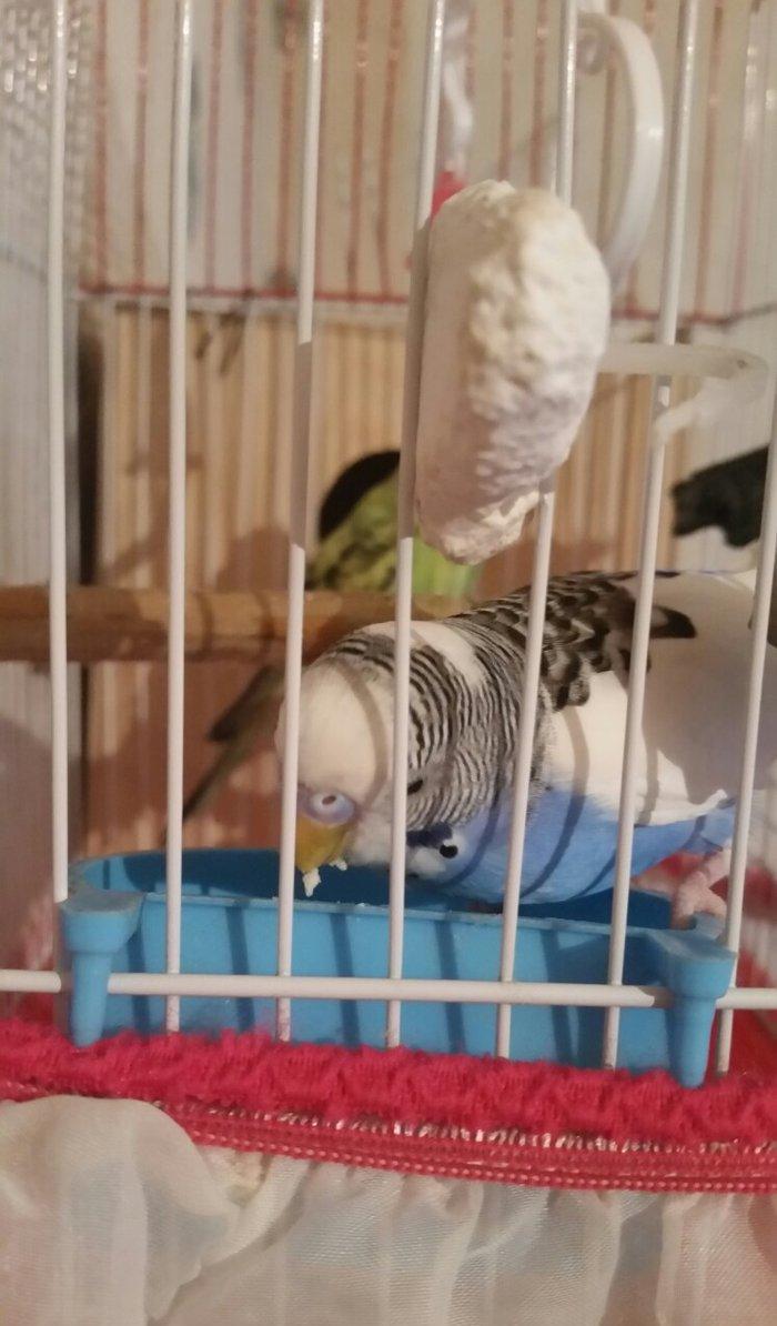 Tecili cox gozel renglerede hazir cavan cutluk satilir yuva qururlar s