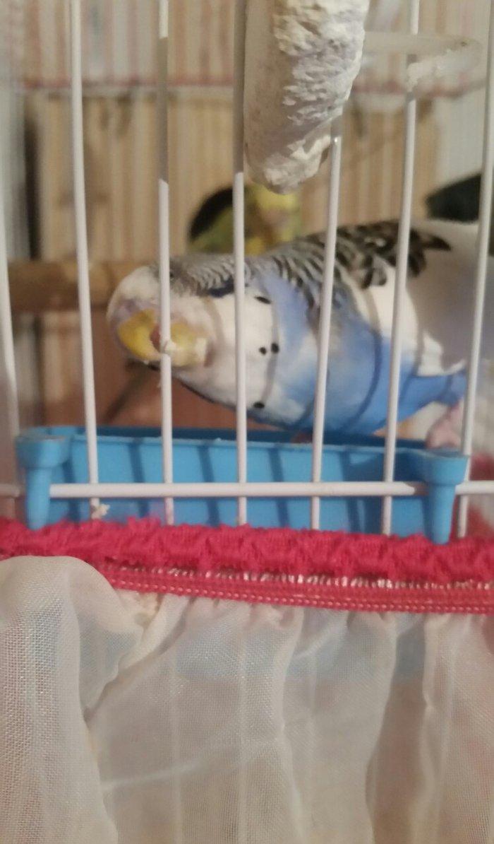 Tecili cox gozel renglerede hazir cavan cutluk satilir yuva qururlar s