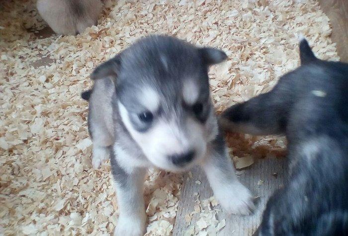 Щенки хаски от 250 до 700 манатовЕсть альбинос-(белая без пятин)