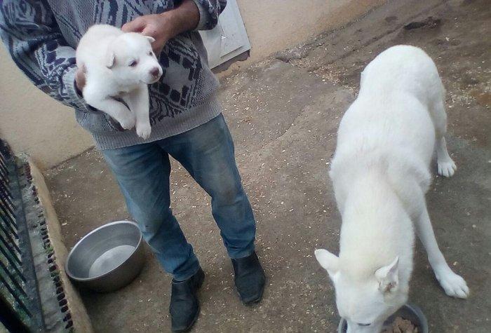 Щенки хаски от 250 до 700 манатовЕсть альбинос-(белая без пятин)